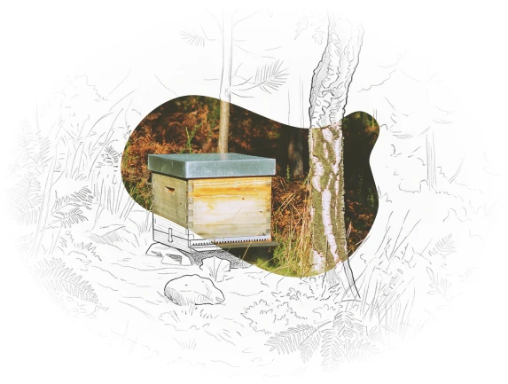 Colmeia de abelhas na quinta Biogoods