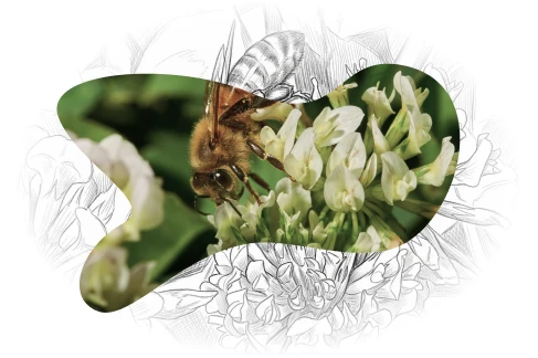 Abelha a recolher néctar nas flores da quinta Biogoods