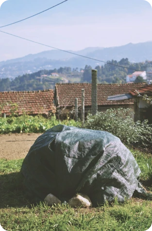 Preparação de uma parcela agrícola na quinta Biogoods