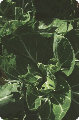 Hortaliças cultivadas em modo biológico