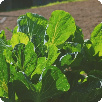 Couve cultivada em modo biológico