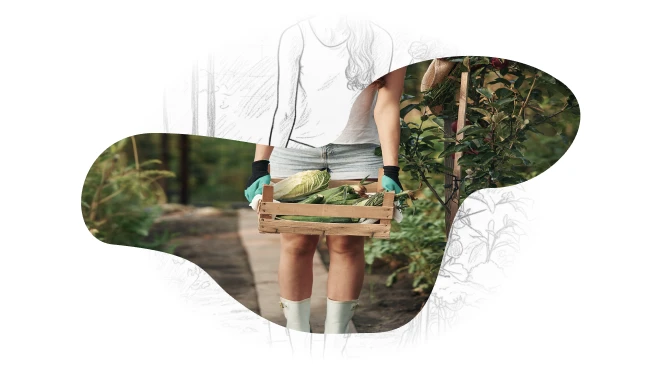 Colheita de legumes frescos na quinta Biogoods