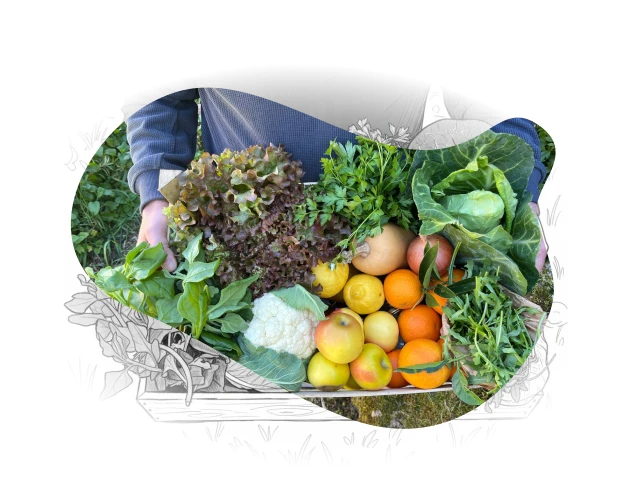 Cabaz da AMAP Biogoods com legumes, fruta e pão