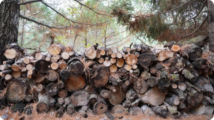 Pilha de lenha proveniente da limpeza da quinta