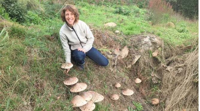Colheita de cogumelos na quinta Biogoods