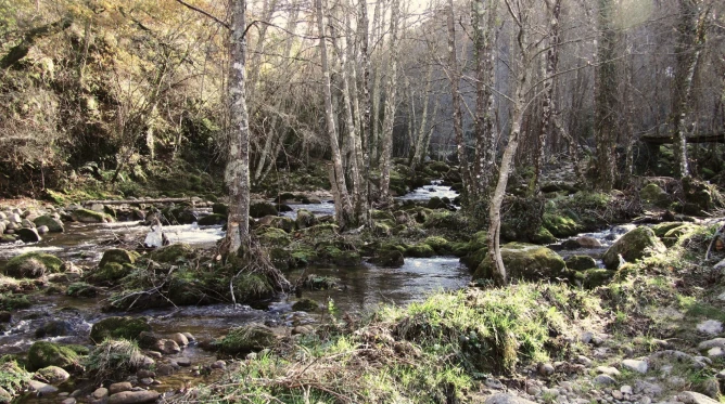 Ribeiro e bosque junto à quinta Biogoods